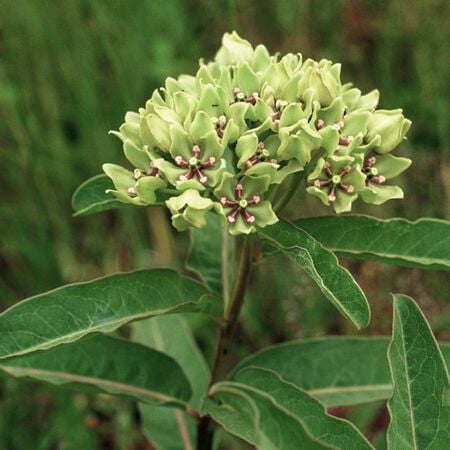 Viridis, Asclepias 'Spider Milkweed' - Packet image number null
